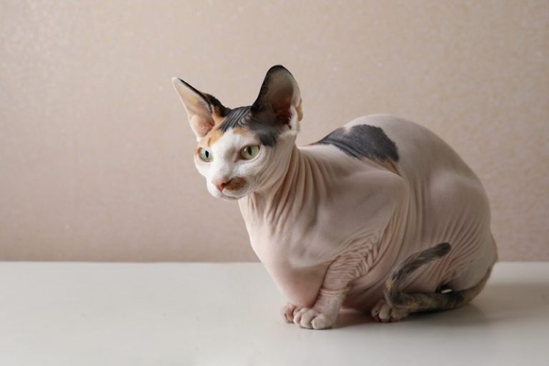 How Long Do Sphynx Cats Live? Vet Reviewed Lifespan, Care Tips & FAQ