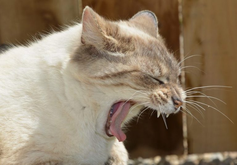 Why Do Cats Gag? 10 Vet-Verified Reasons & When to Worry